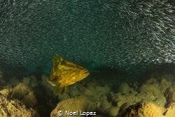 nassau grouper feeding on silver side fish. Canon 60D ,to... by Noel Lopez 